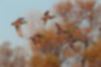 image2 (3).jpeg