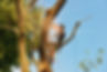 arborist rope