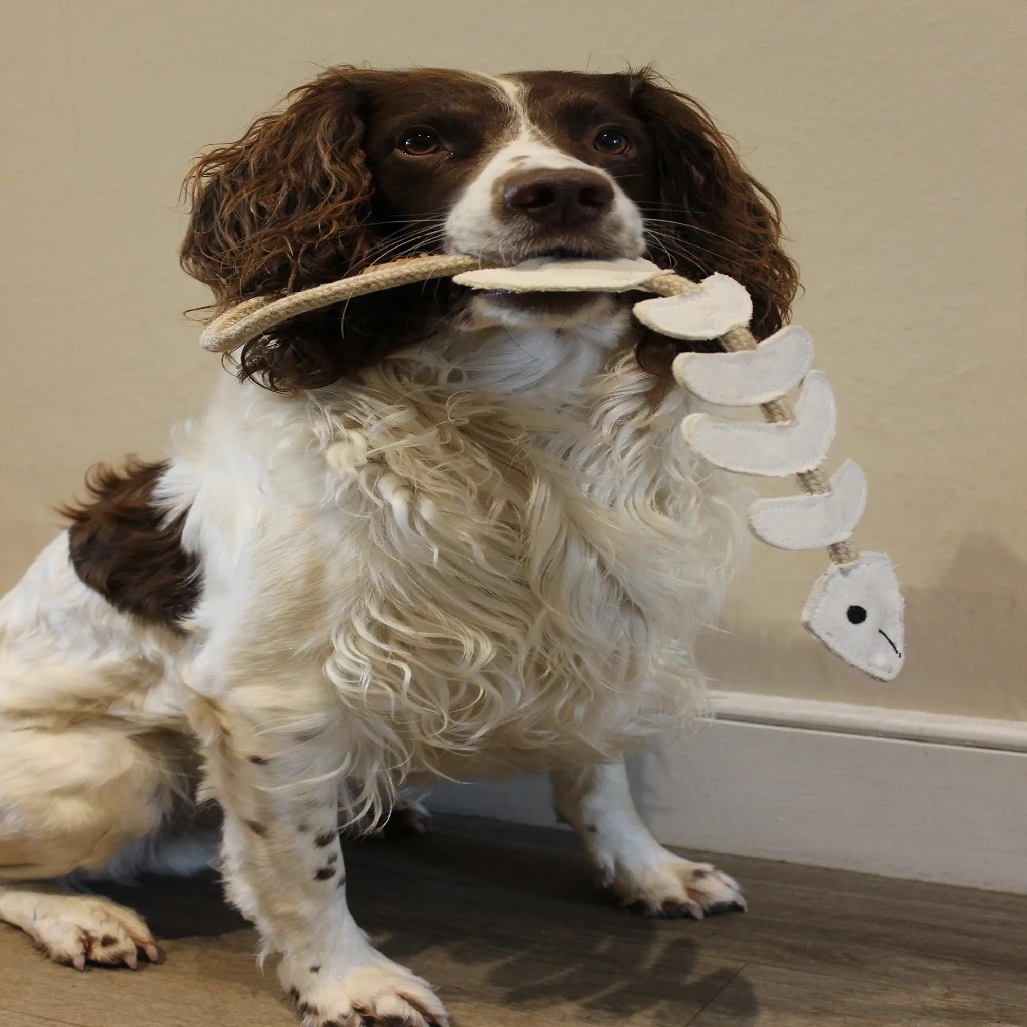 Thin Lizzie the bonefish