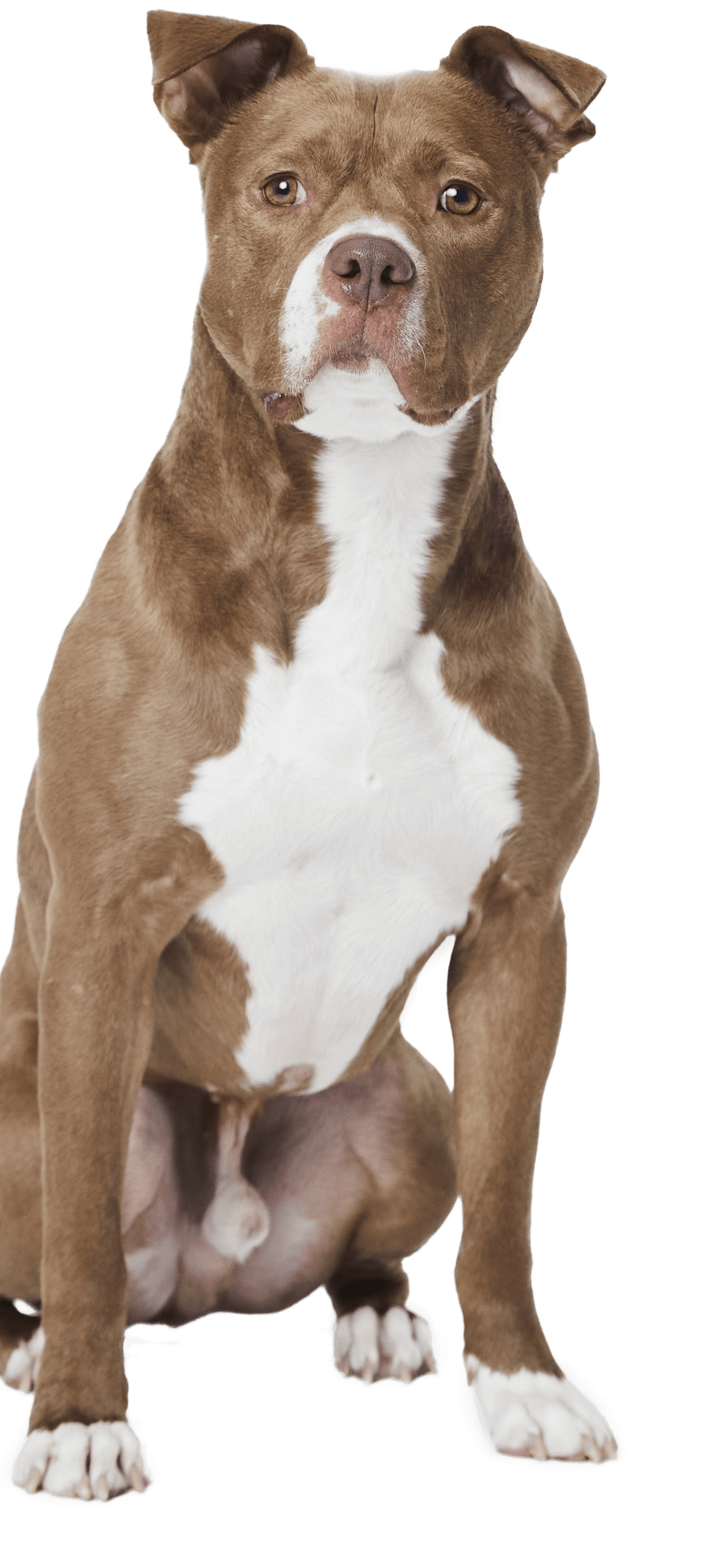 A strong, brown dog with a white chest and paws sits upright against a plain background, gazing confidently at the camera.