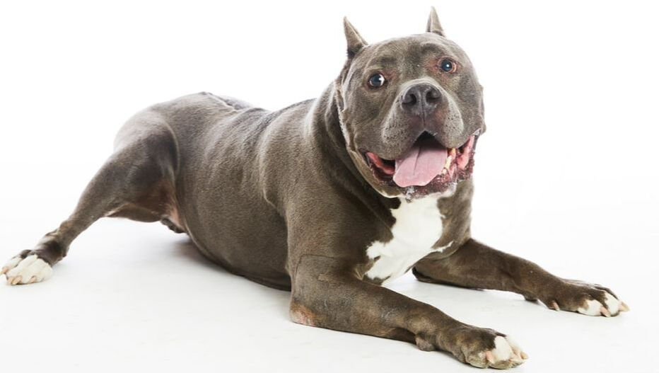 Very bulky dog laying down looking relaxed with a smile on their face