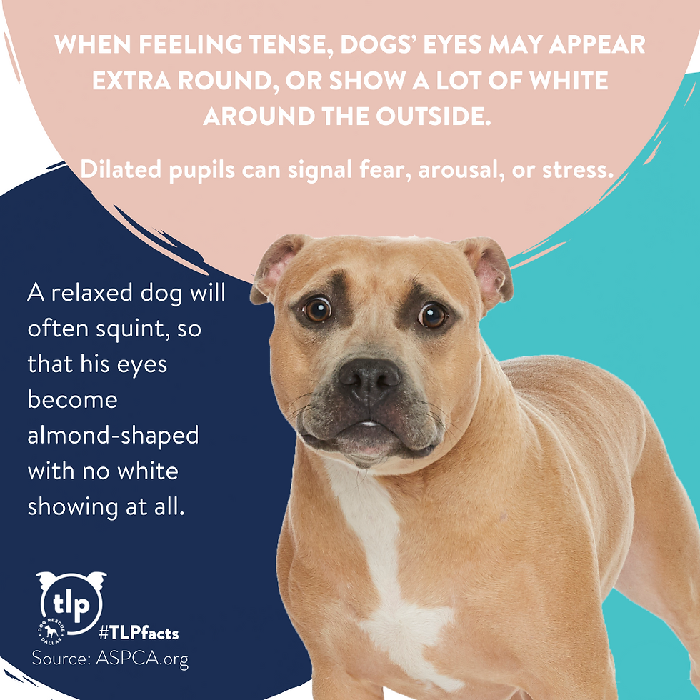 Infographic showing a dog with large, open eyes as an example of a dog that is uneasy