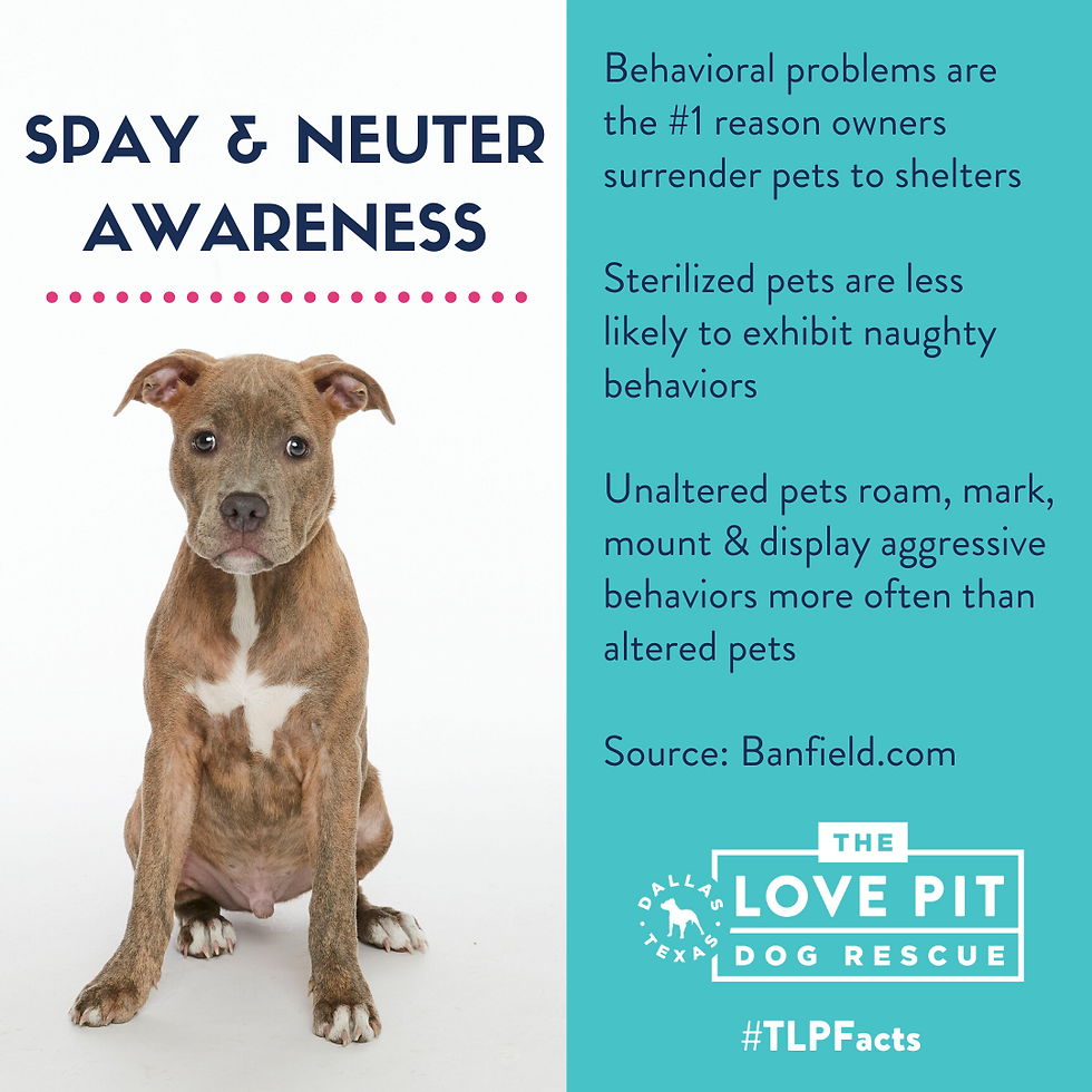 Sterilized pets are less likely to exhibit naughty behaviors