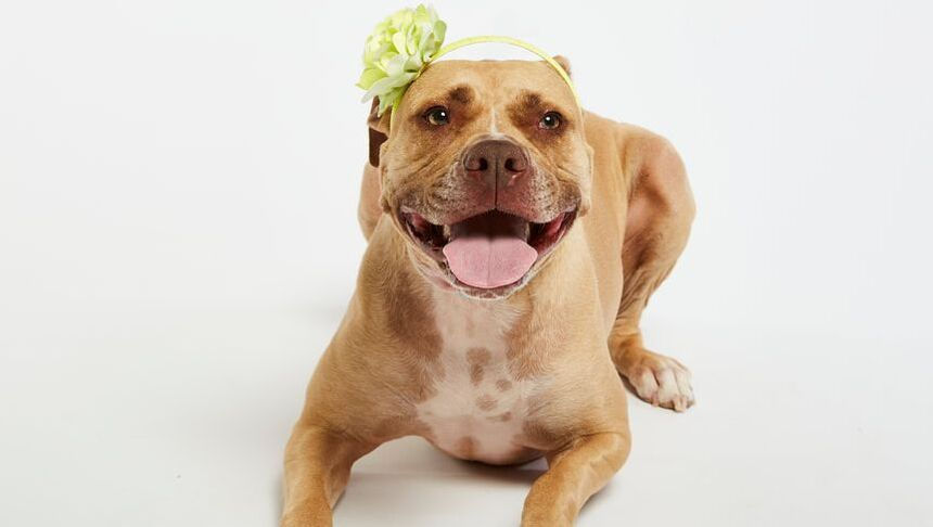 Tan dog laying down with a green flower headband on their head and a big smile