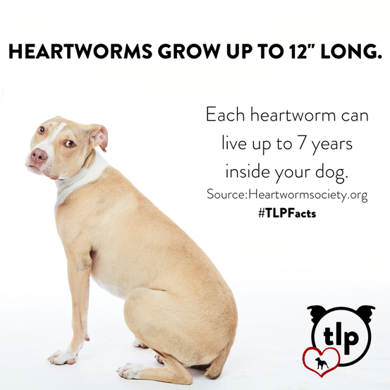 Heartworms grow up to 12 inches long and live inside your dog for up to 7 years