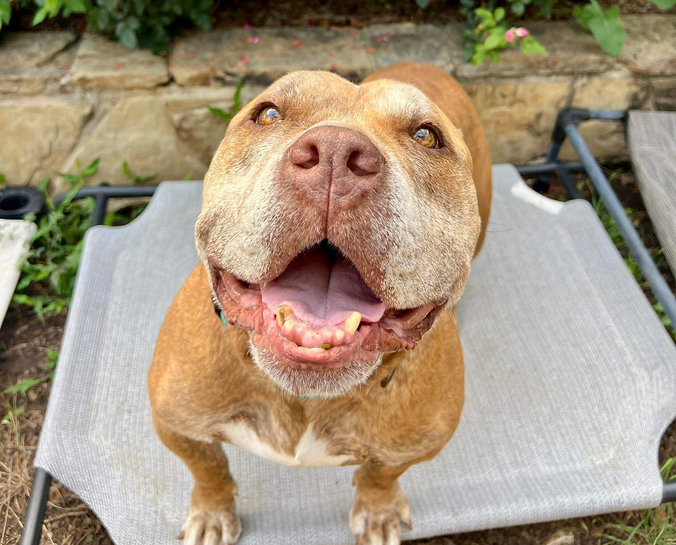 Happy brown dog with a gray snout sits on a gray mat, looking up joyfully.