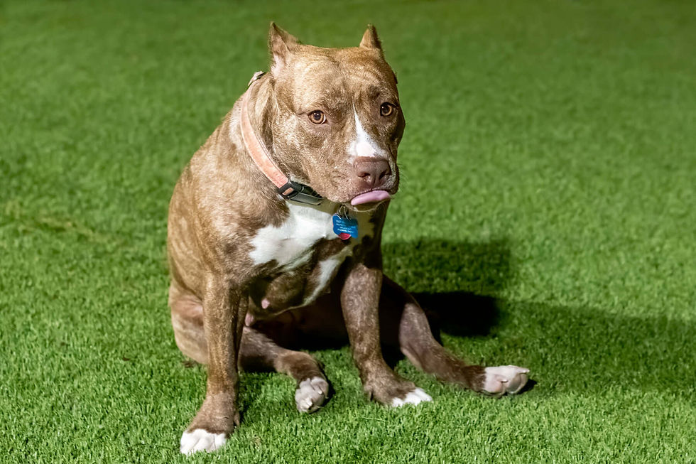 Brown pit bull with a white chest sits on bright green grass, looking forward.