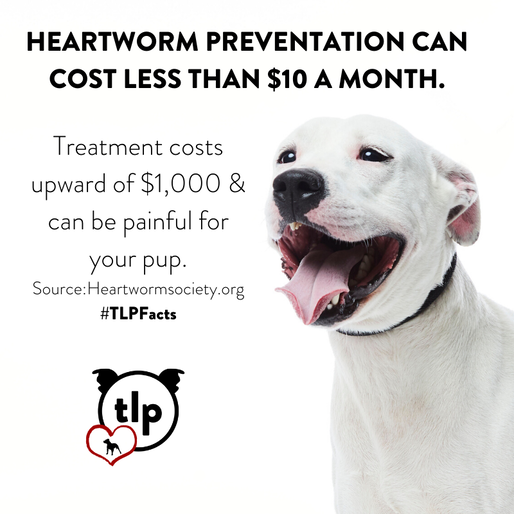 Heartworm prevention can cost less than $10 per month but treatment could be upwards of $1000