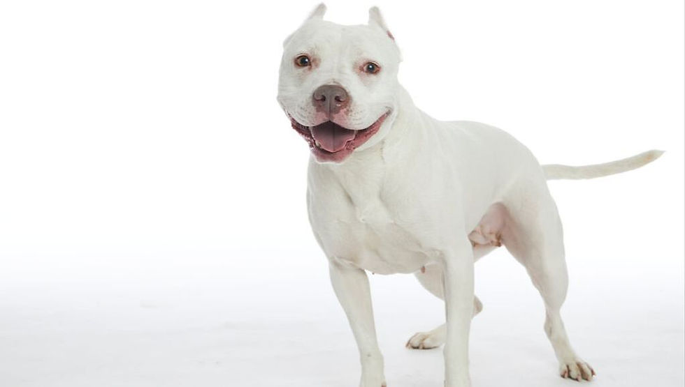 White dog with their mouth open and a very happy look on their face