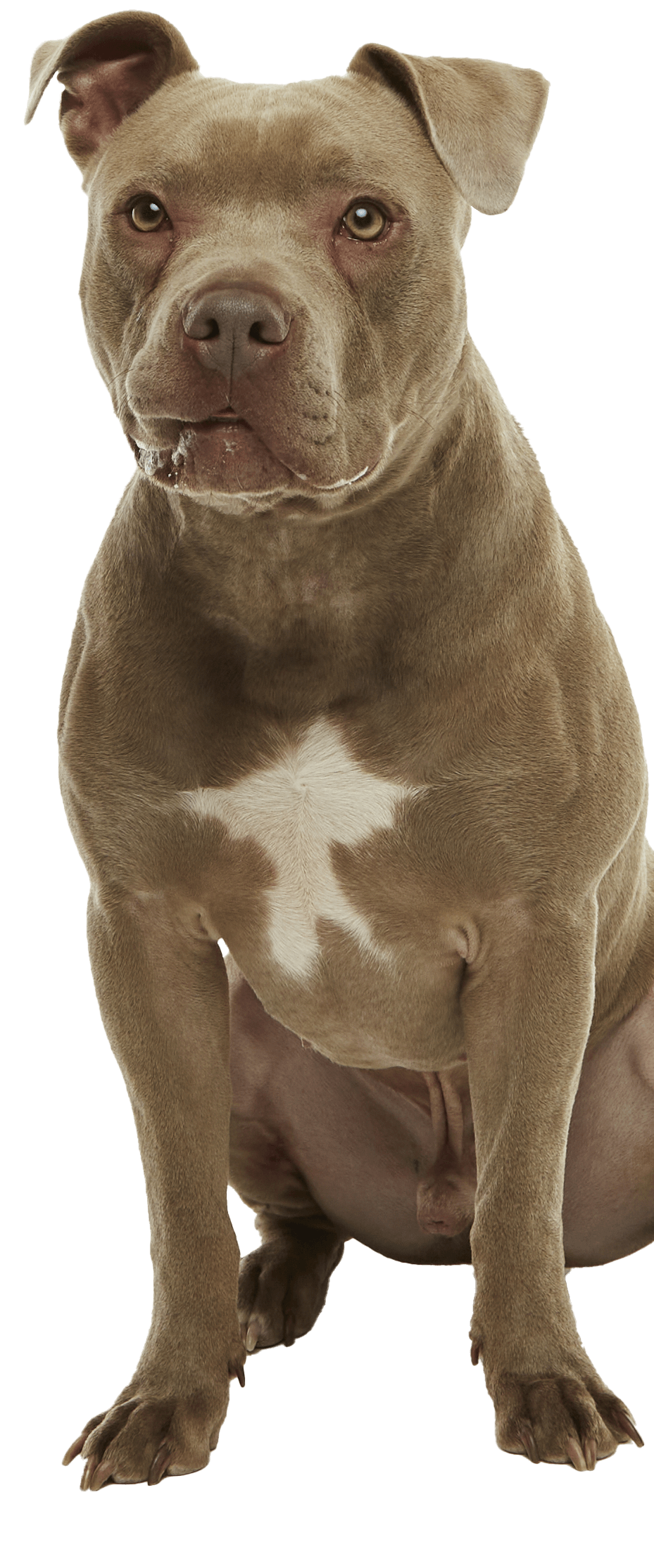 A muscular dog sits upright, displaying a calm and confident expression with his lip caught on his teeth on one side.