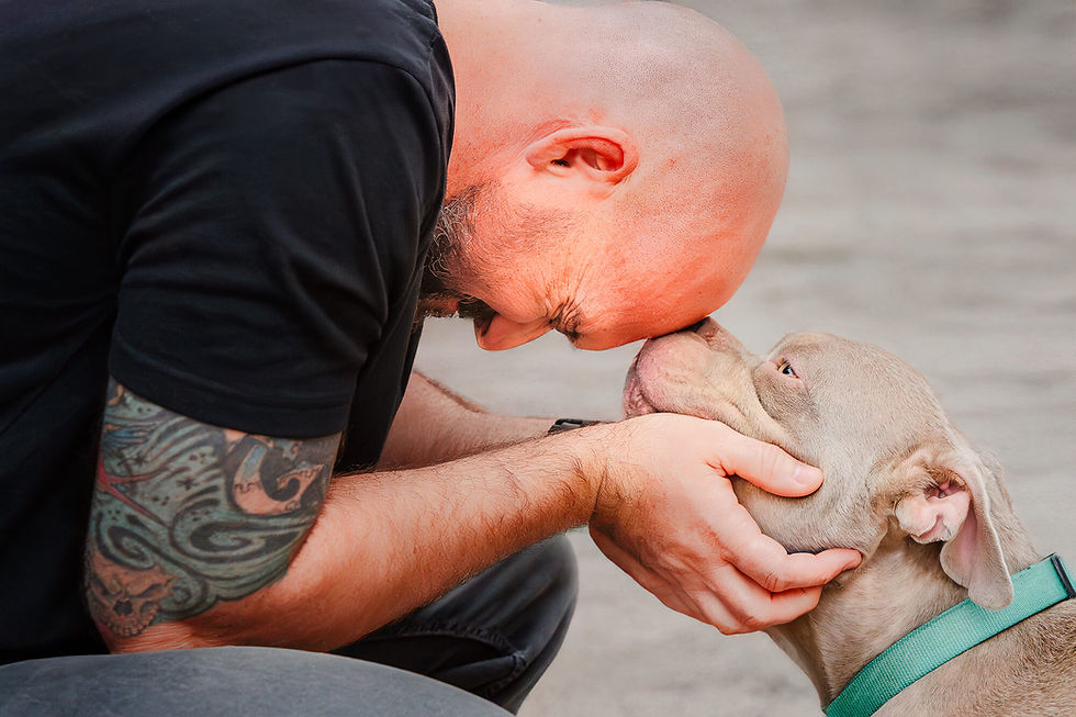 A man gently holds a gray dog's face, touching foreheads.