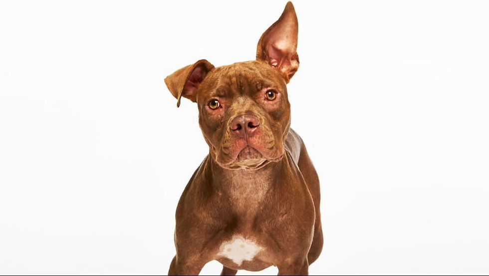 Dog with one ear standing straight up and a curious look on their face