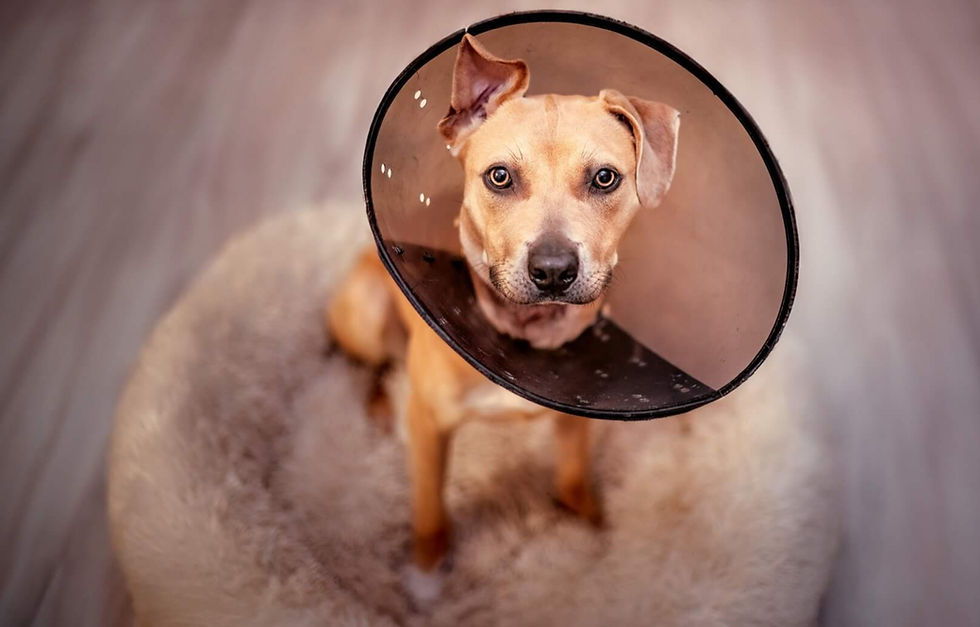A brown dog with a concerned expression sits on a fluffy rug, wearing a protective cone around its neck.