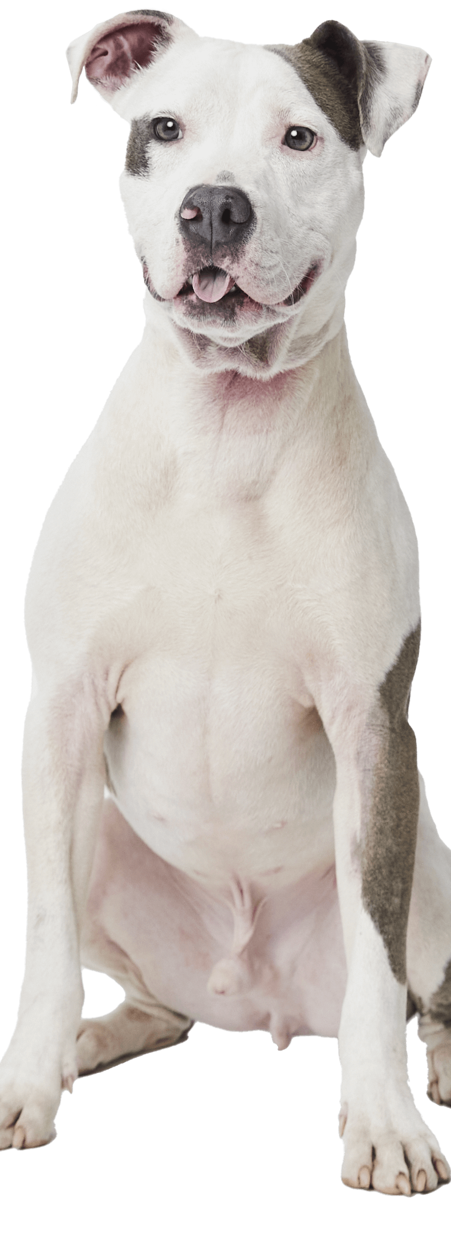 A smiling white dog sits proudly, showcasing its muscular build and gentle expression.