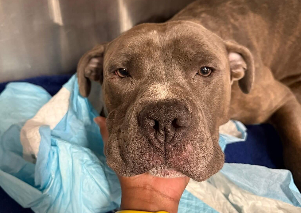 Gray dog with sad eyes laying down at the vets office