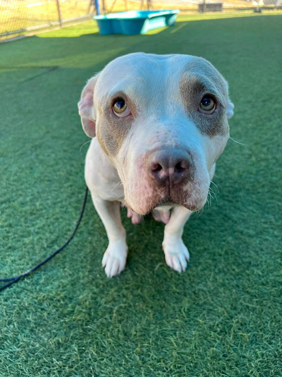 A gentle-looking Pitbull stands on a green grassy surface, eyes wide and curious.