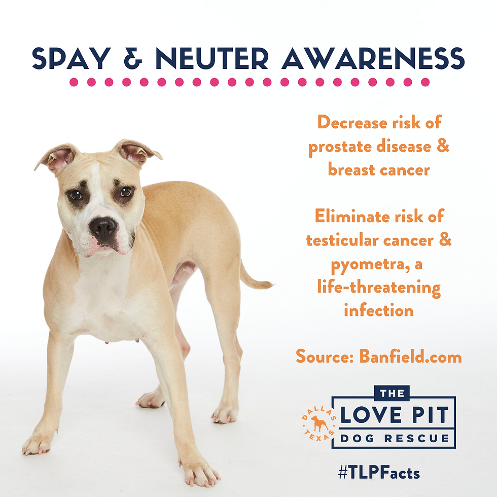 Spaying and Neutering can reduce the risk of cancer and life-threatening infections