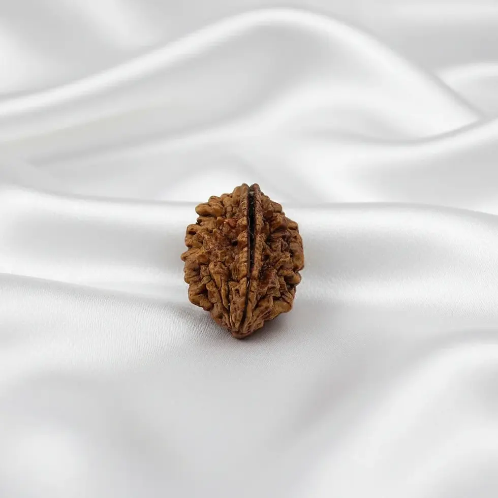 2 Mukhi Rudraksha with Certificate