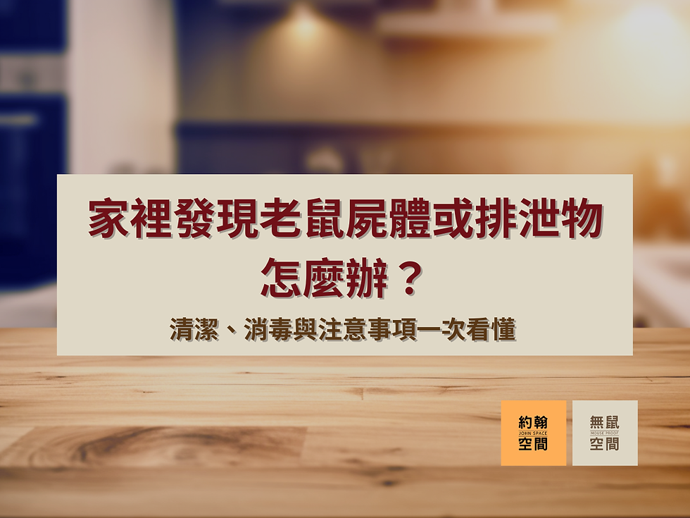 家裡發現老鼠屍體或老鼠大便怎麼辦?清潔、消毒與注意事項一次看懂