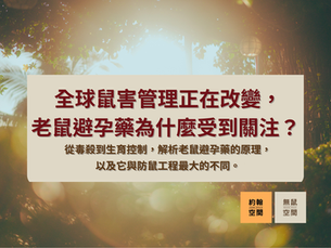 全球鼠害管理正在改變,老鼠避孕藥為什麼受到關注?