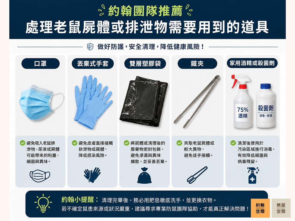 老鼠屍體、老鼠大便怎麼消毒?