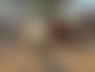 सारनी के वार्ड-28 में अज्ञात वन्यजीव का हमला: 8 बकरियों की मौत(Wildlife Attack Sarani Incident: Animal Safety Tips - GAMÁKI MEDIA)