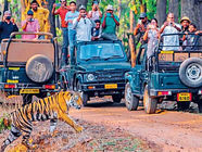 टाइगर रिजर्व में सफारी बुकिंग के नाम पर हो सकता है फ्रॉड, वन विभाग ने जारी की बड़ी चेतावनी (TigerSafariAlert: MPForestWarning on SafariBookingScam - GAMÁKI MEDIA)