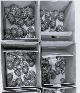 Major crackdown on wildlife smuggling, Leopard skins and turtles seized, 13 arrested in six DRI operations