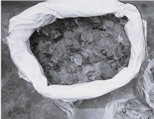 Major crackdown on wildlife smuggling, Leopard skins and turtles seized, 13 arrested in six DRI operations