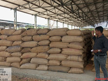 शाहपुर मंडी बनी 'डंपिंग यार्ड': व्यापारियों के मक्का भंडारण से गेहूं की फसल के लिए जगह का संकट, प्रशासन की चुप्पी पर सवाल MarketRegulations, AdministrativeNegligence, FarmerProtests