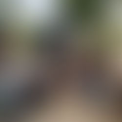 सतपुड़ा टाइगर रिजर्व की बड़ी सफलता: तीन माह से सक्रिय तेंदुए का कुशल रेस्क्यू, क्षेत्र में भय का अंत LeopardRescue, WildlifeManagement, HumanWildlifeConflict