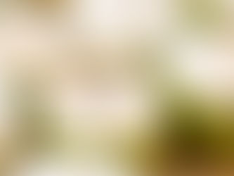 The Coconut Experience