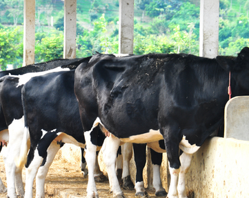 Desain tanpa judul (7).png