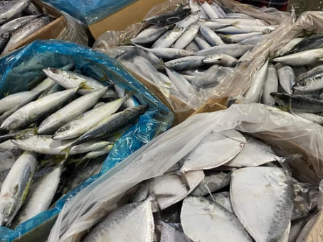 [OPEN NEW PROJECT] Usaha Ikan Beku Kualitas Ekspor Semaraja