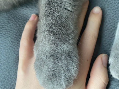 Kitty Update