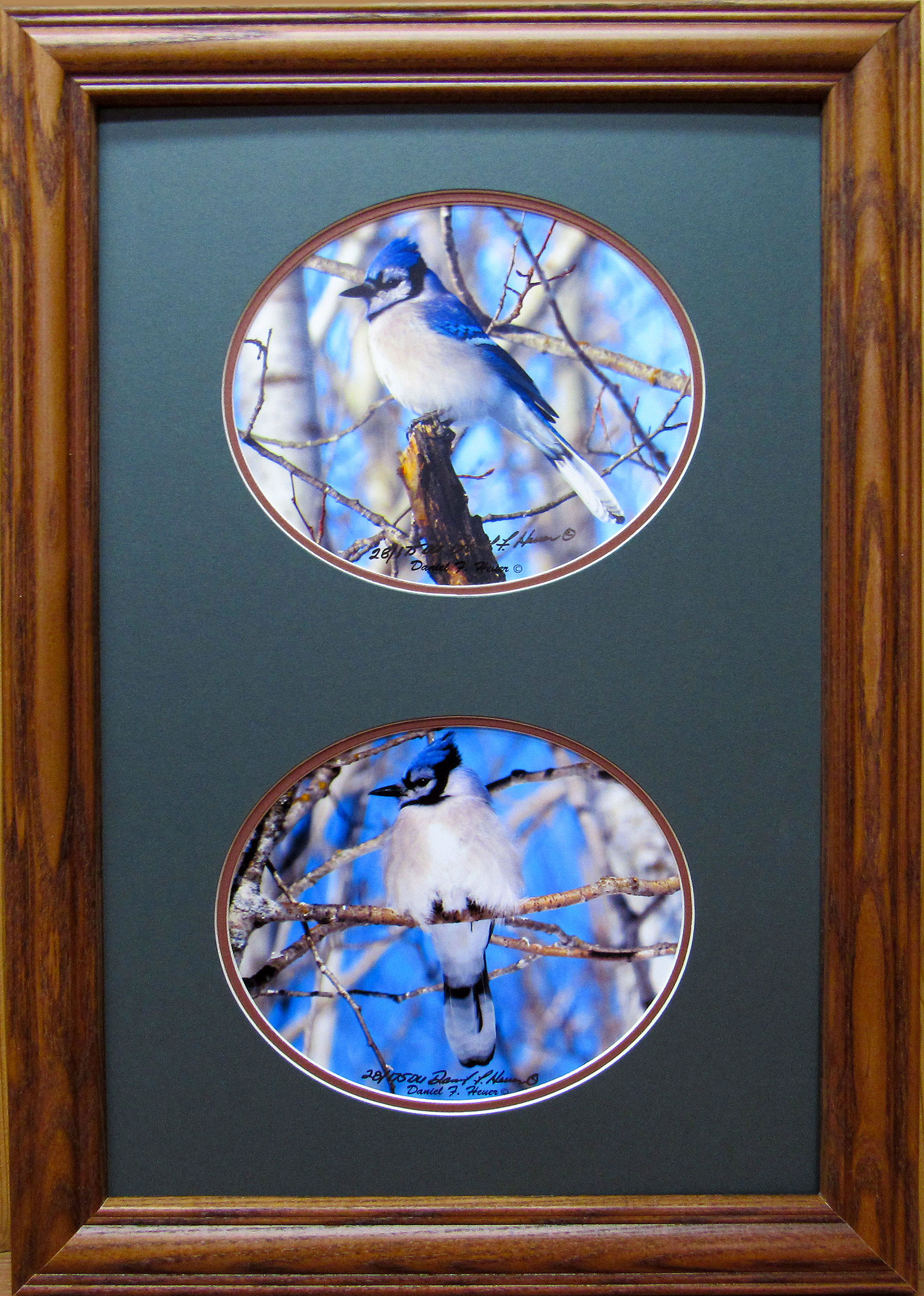 Blue Jay Photo Collage