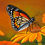 Thumbnail: Summer’s Monarch Brilliance