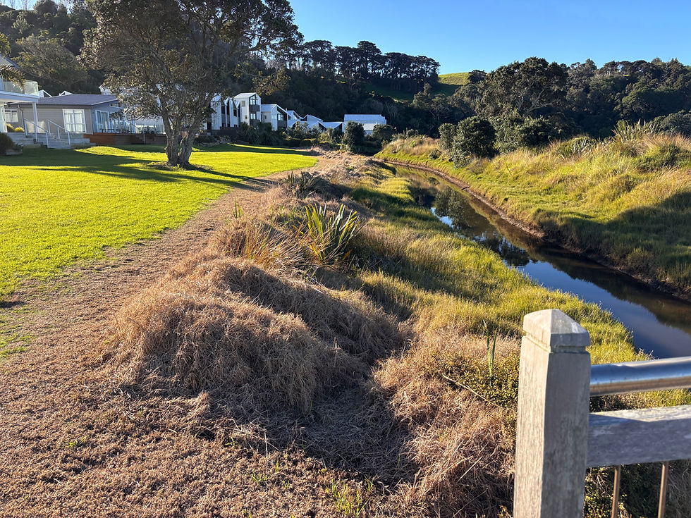 Snells Beach planting morning