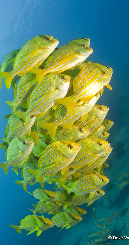 bank of yellow fishes in cabo pulmo, mexico