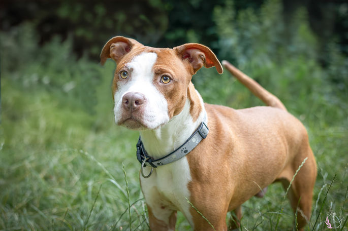 portrait animaux extérieur Soignies - Braine-le-comte