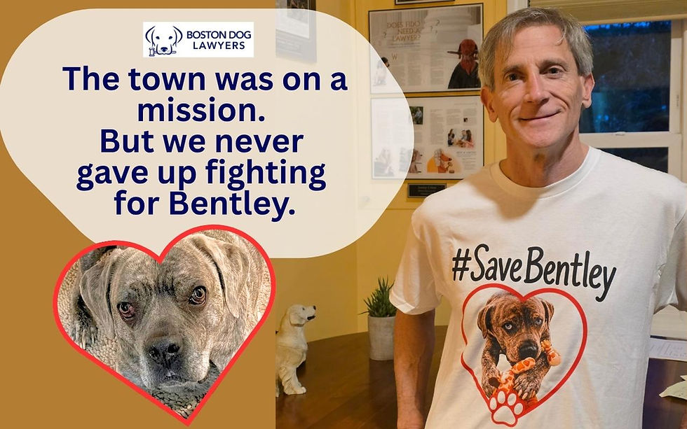 Boston Dog Lawyers graphic: Attorney Jeremy Cohen with Bentley the Cane Corso and the quote 'The town was on a mission. But we never gave up fighting for Bentley