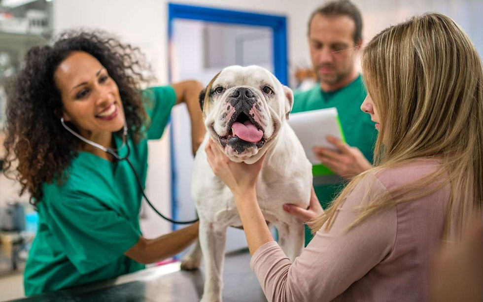 Pet owner holding their dog — Massachusetts prenup and pet custody concept