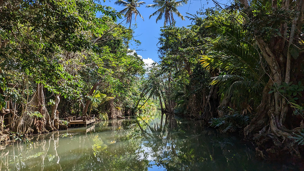 Trees and exposed roots reflected in the Indian River near Portsmouth, Dominica.