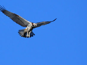 La réserve naturelle vous propose une sortie dédiée à la migration des oiseaux. Ce rendez-vous sera l’occasion idéale pour découvrir, en famille ou entre passionnés, l’un des phénomènes les plus fascinants de la nature : le voyage des oiseaux migrateurs.