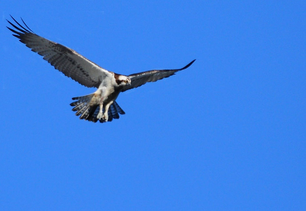 La réserve naturelle vous propose une sortie dédiée à la migration des oiseaux. Ce rendez-vous sera l’occasion idéale pour découvrir, en famille ou entre passionnés, l’un des phénomènes les plus fascinants de la nature : le voyage des oiseaux migrateurs.