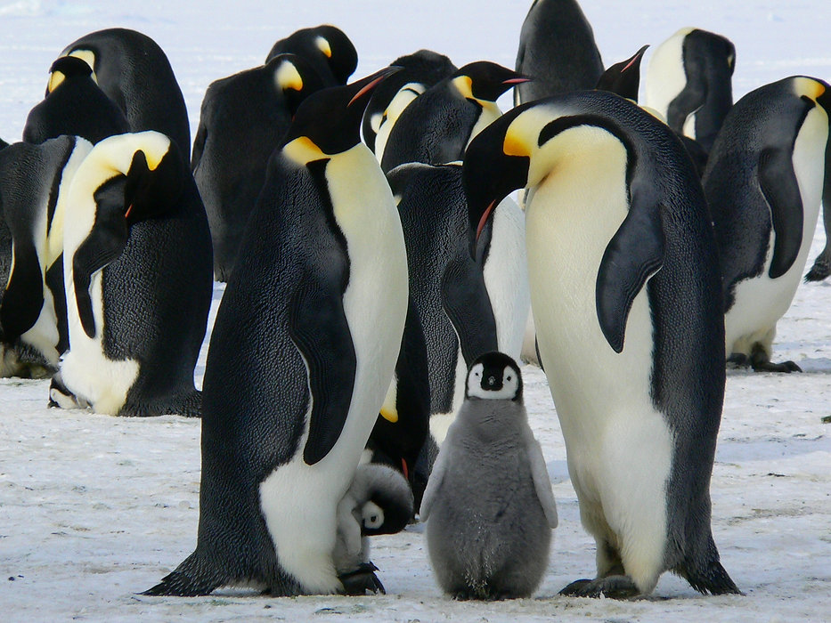 emperor penguins with kids.jpeg