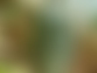 Gojenje kiwana v našem podnebju