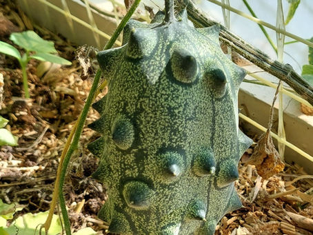 Gojenje kiwana v našem podnebju