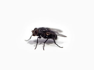 A dark fly on a white background