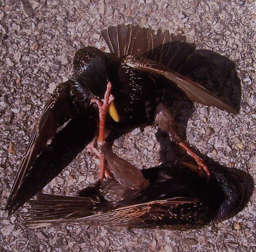 Birds, Fighting or Mating